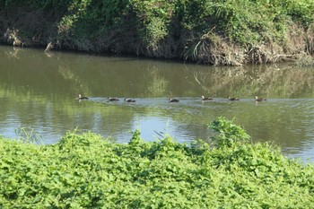 Eastern Spot-billed Duck 不明 Sun, 7/18/2021