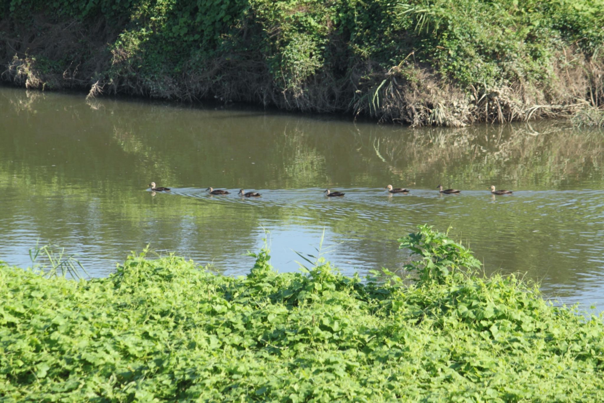 Eastern Spot-billed Duck