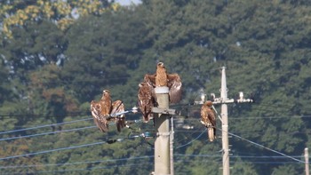 Black Kite 不明 Sun, 7/18/2021