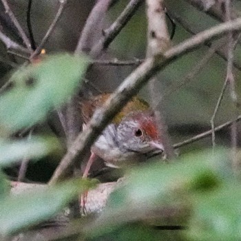 Common Tailorbird Khao Mai Keao Reservation Park Sun, 7/18/2021