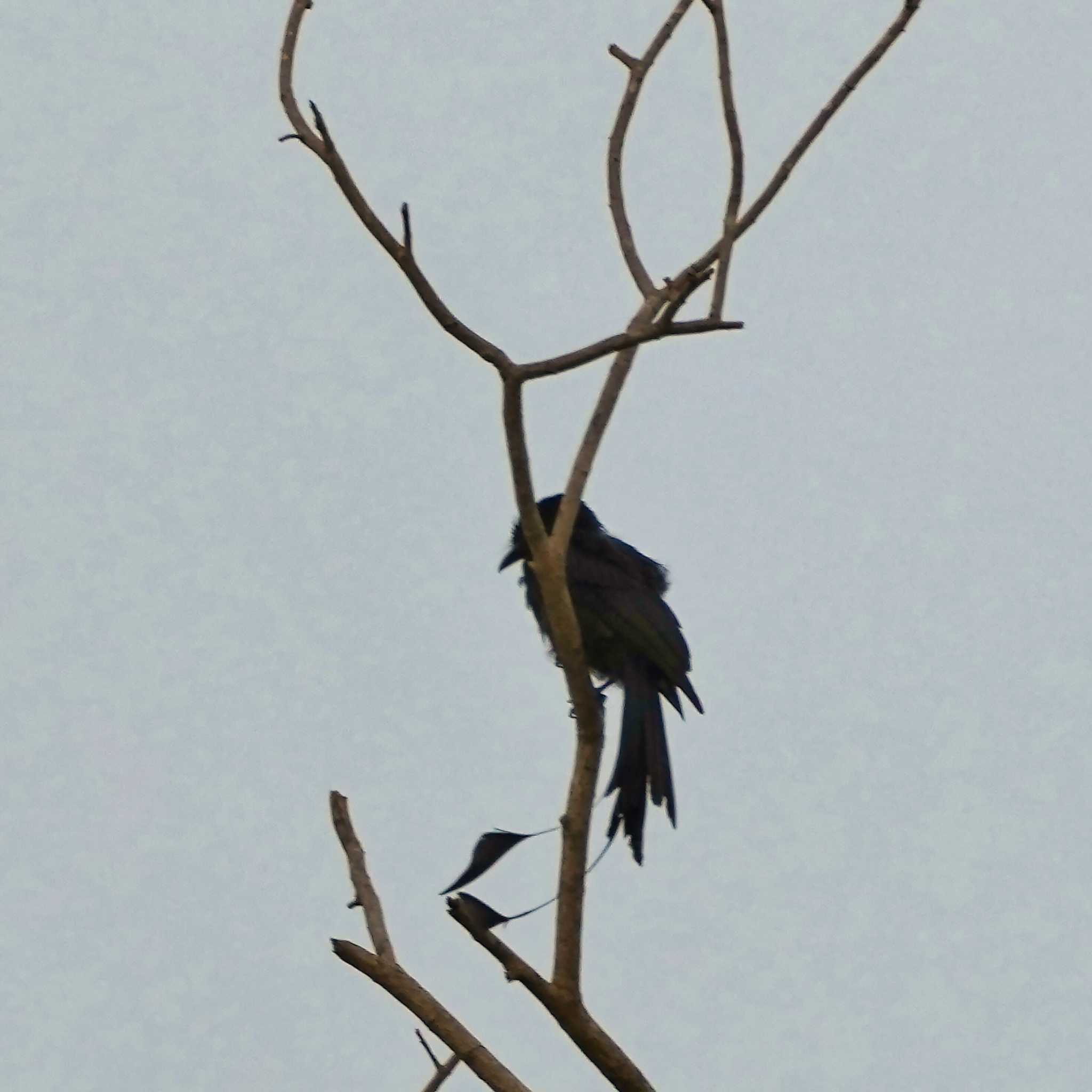 Khao Mai Keao Reservation Park カザリオウチュウの写真 by span265