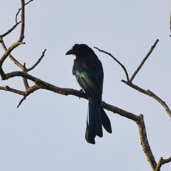 Spangled Drongo Khao Mai Keao Reservation Park Sun, 7/18/2021