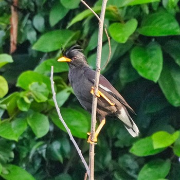 Javan Myna Khao Mai Keao Reservation Park Sun, 7/18/2021