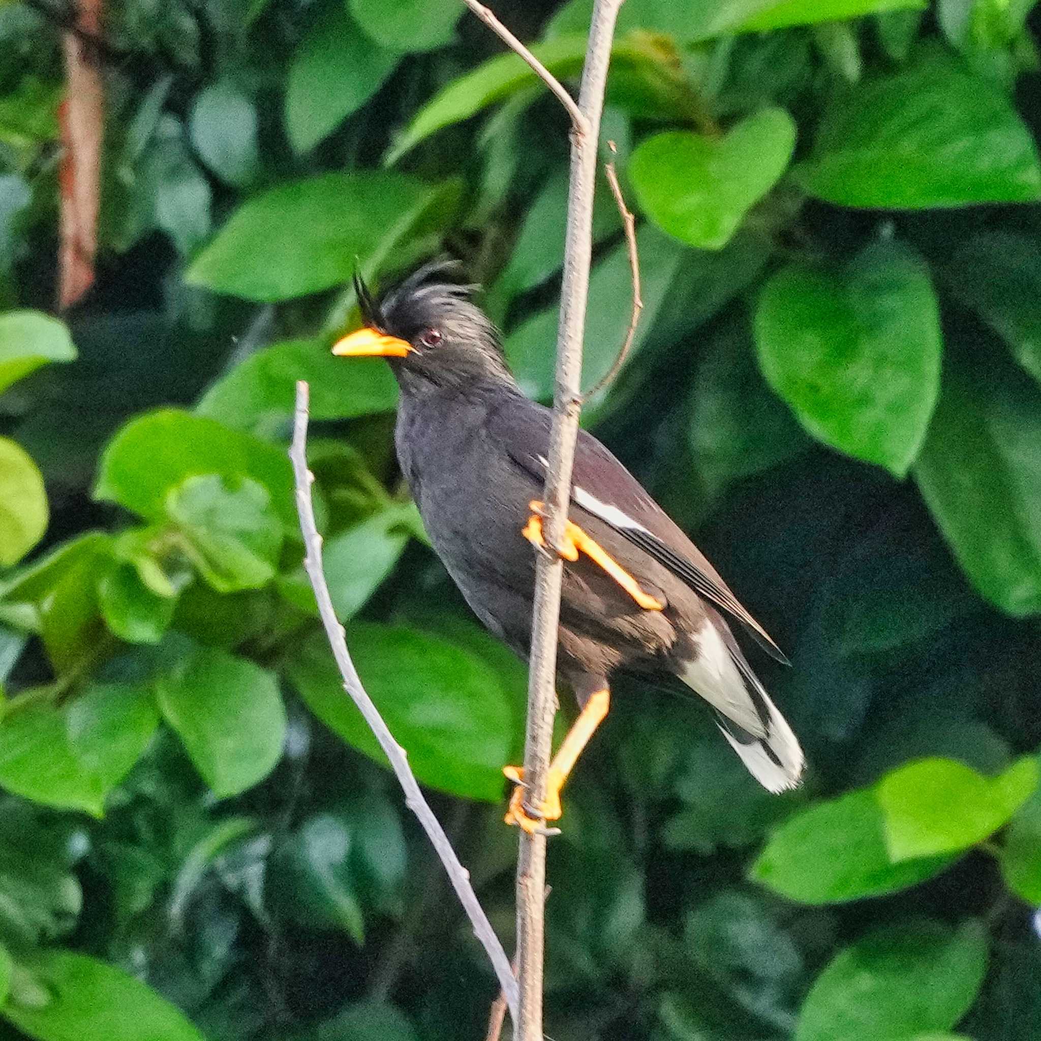 Photo of Javan Myna at Khao Mai Keao Reservation Park by span265