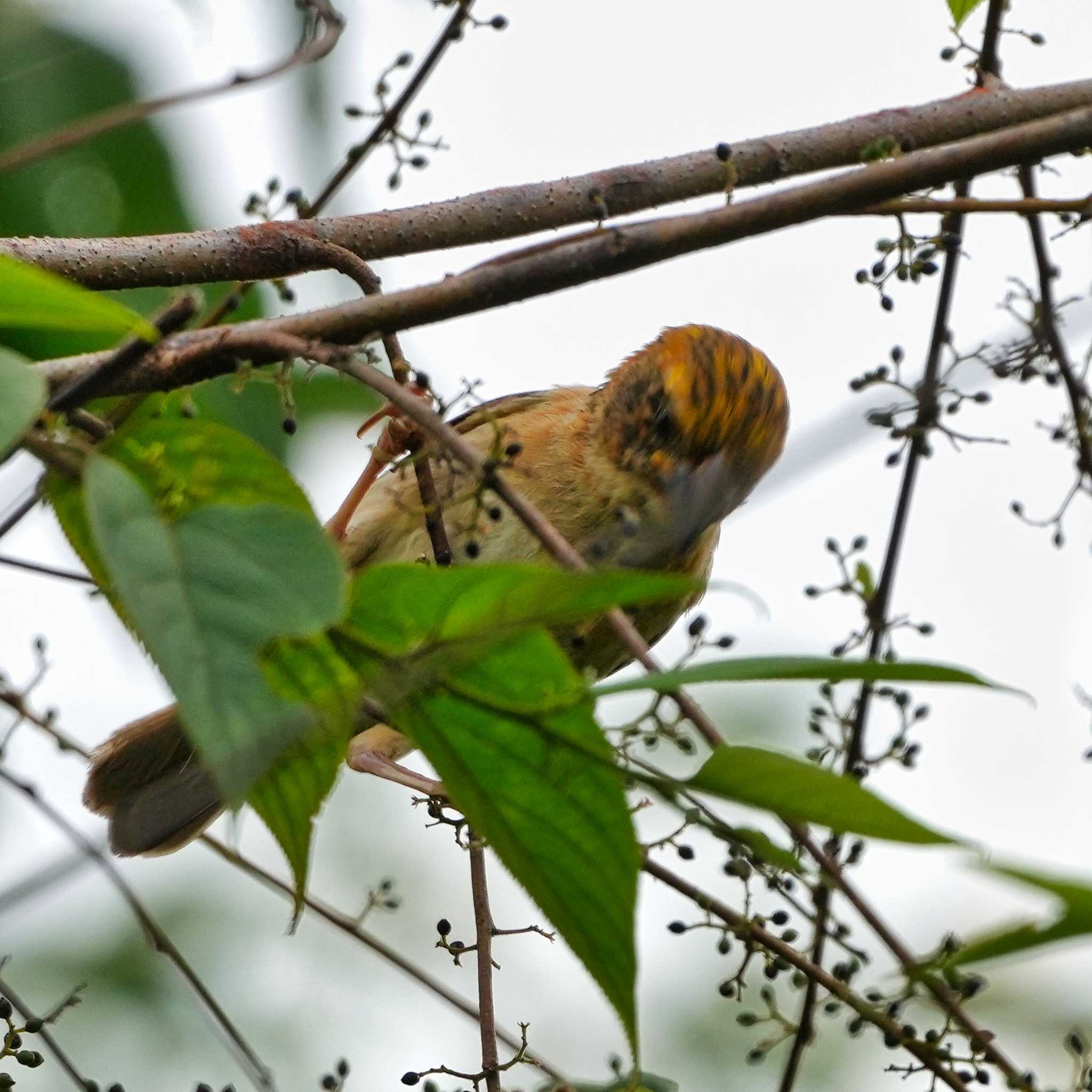 Khao Mai Keao Reservation Park キムネコウヨウジャクの写真 by span265