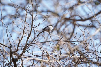 エナガ びんぐし川 2017年3月30日(木)