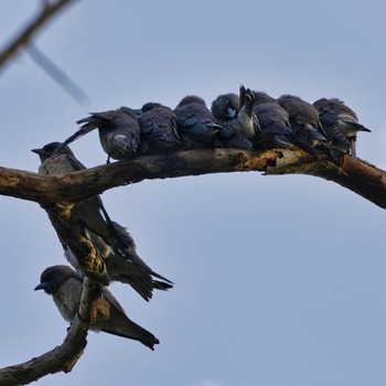 2021年7月18日(日) Khao Mai Keao Reservation Parkの野鳥観察記録