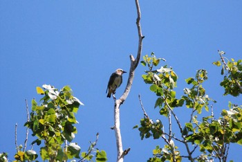 Chestnut-cheeked Starling 新潟市内 Sat, 6/5/2021