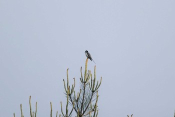 Ashy Minivet 新潟市内 Sat, 6/5/2021