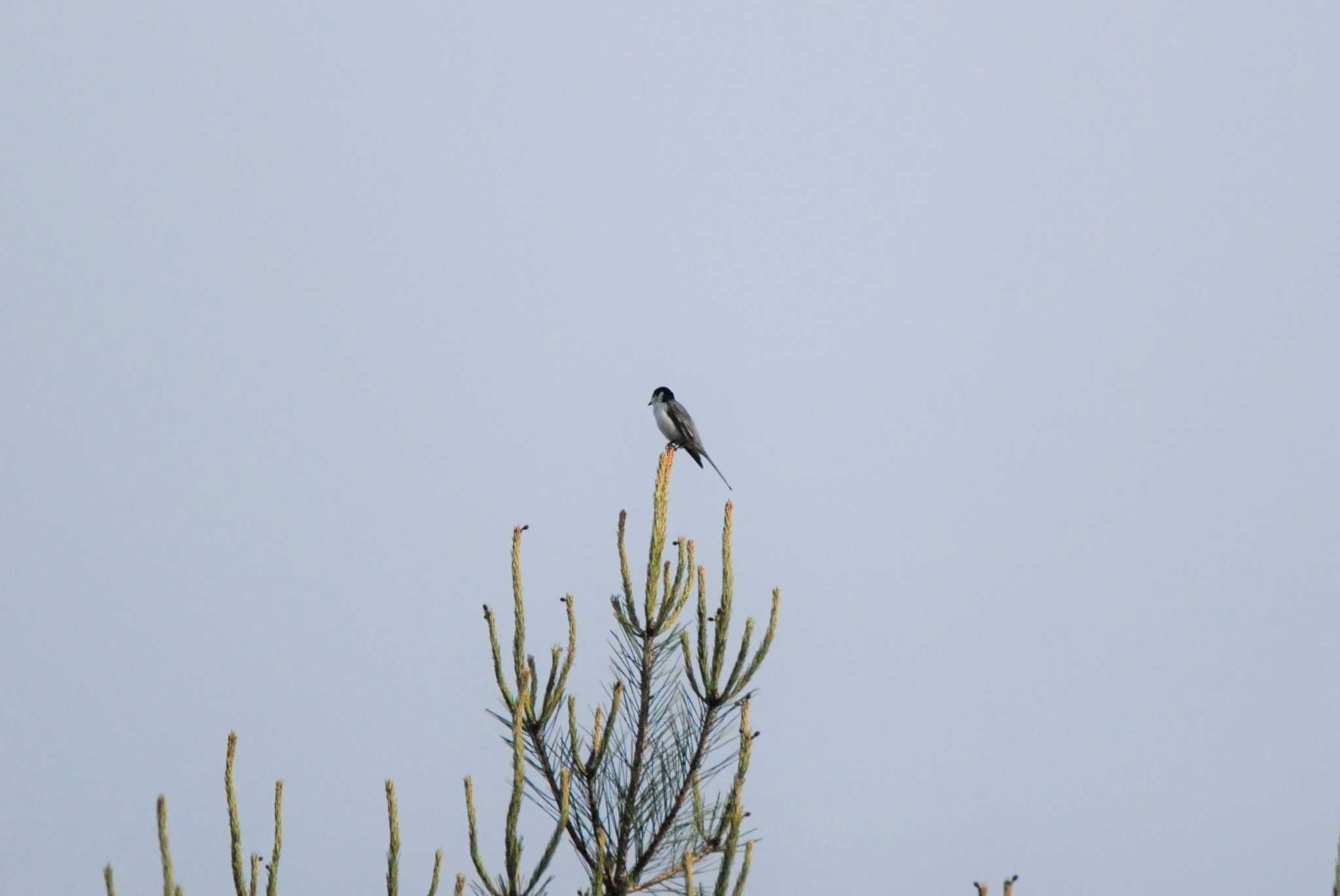 Photo of Ashy Minivet at 新潟市内 by Kasabow