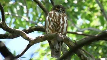 2021年7月18日(日) 箕面の野鳥観察記録