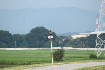 チョウゲンボウ 場所が不明 2021年7月18日(日)