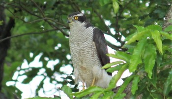 Eurasian Goshawk 不明 Tue, 6/22/2021