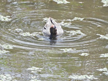 2021年5月2日(日) 境川遊水地公園（今田遊水地）の野鳥観察記録