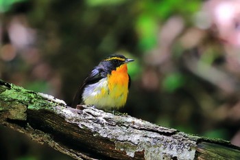 Narcissus Flycatcher Unknown Spots Sat, 7/17/2021