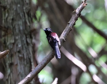 Black Paradise Flycatcher ささやまの森公園(篠山の森公園) Sun, 7/18/2021