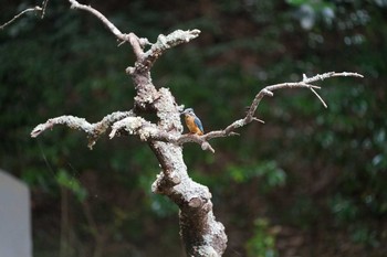 2021年7月18日(日) 出雲大社の野鳥観察記録