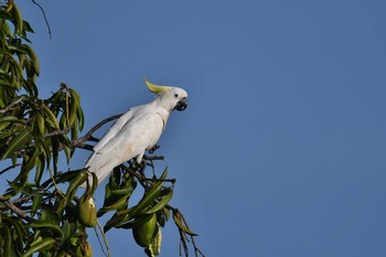 Sulphur-crested Cockatoo Laura (Australia) Sat, 10/19/2019