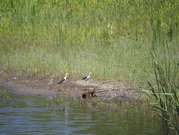 2021年7月18日(日) 東京港野鳥公園の野鳥観察記録