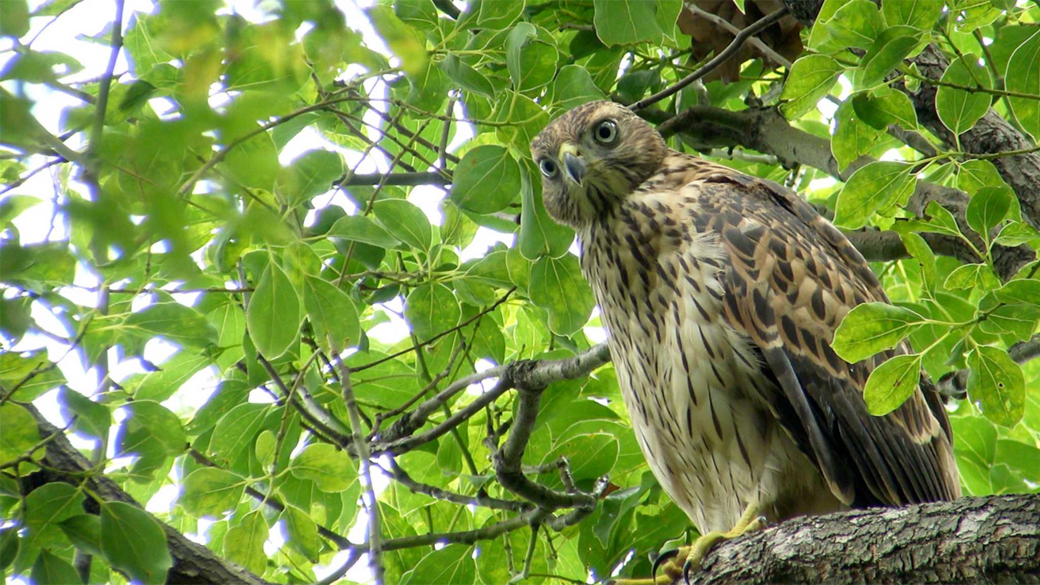  オオタカの写真 by Birdlover.jp