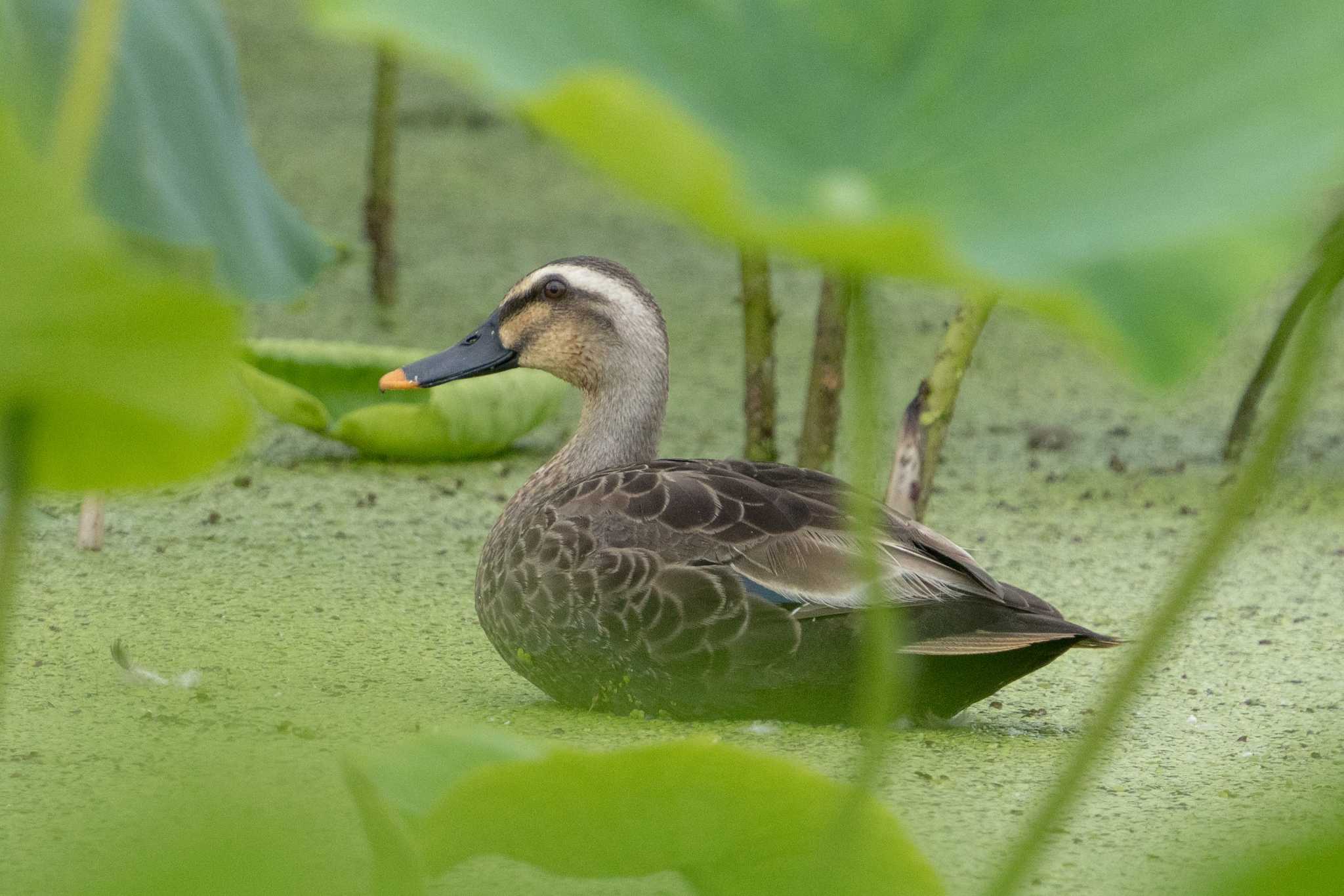 草津下物 カルガモの写真 by C君