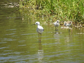 2021年7月18日(日) 東京港野鳥公園の野鳥観察記録