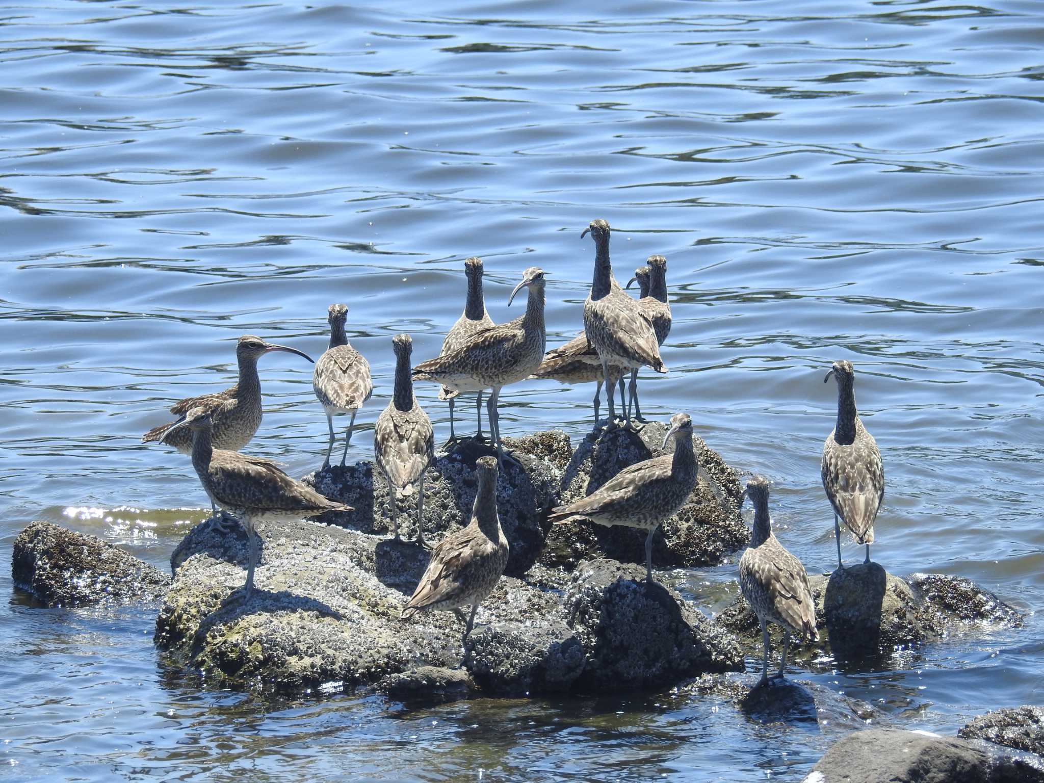 チュウシャクシギ