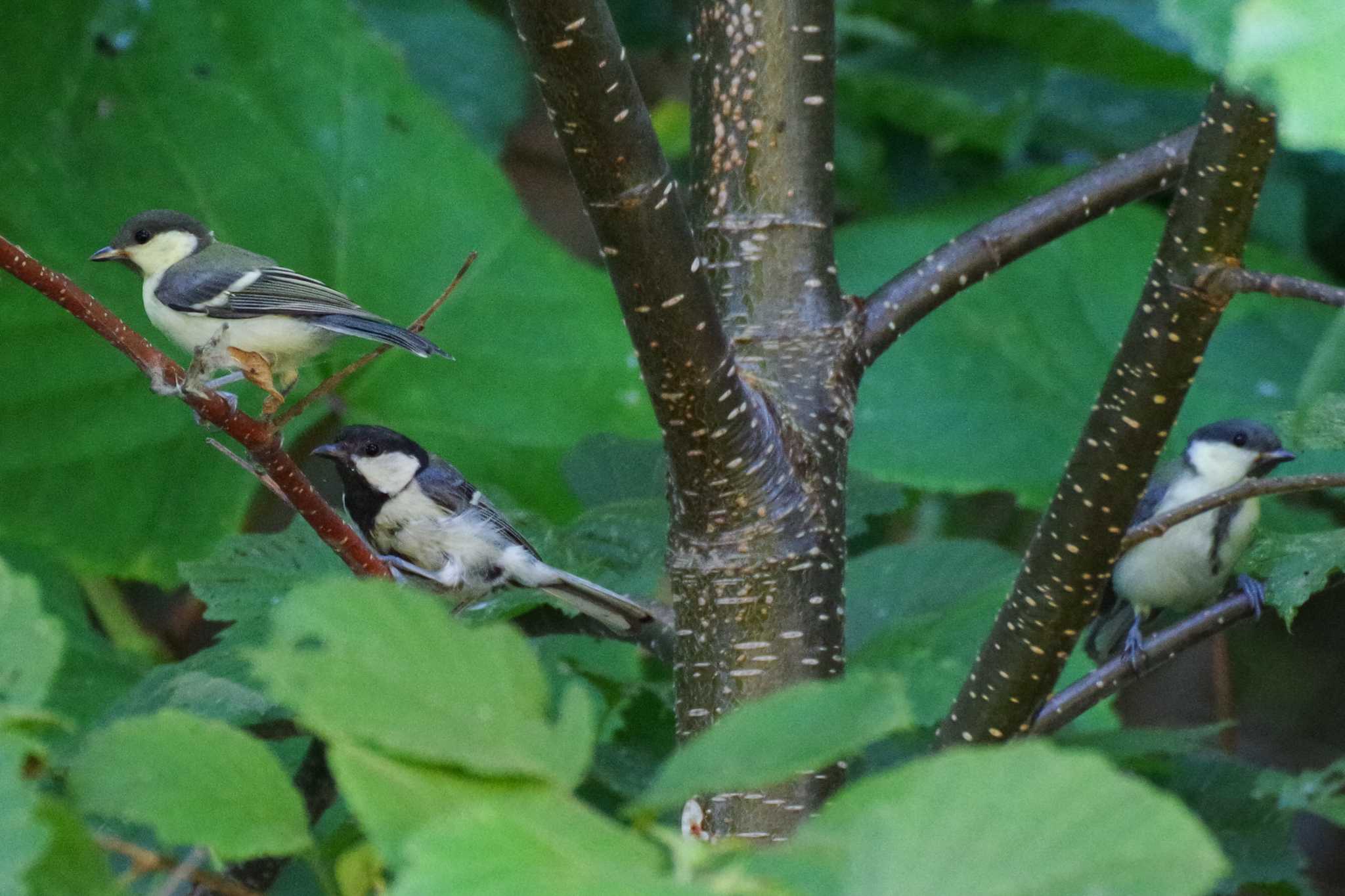 シジュウカラ