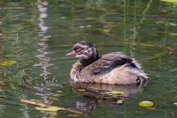 2021年7月18日(日) 五天山公園(札幌市西区)の野鳥観察記録