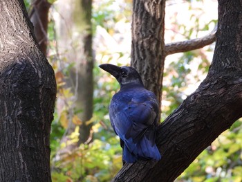 Sat, 12/14/2019 Birding report at Hattori Ryokuchi Park