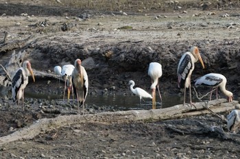 2021年7月18日(日) Sungei Buloh Wetland Reserveの野鳥観察記録