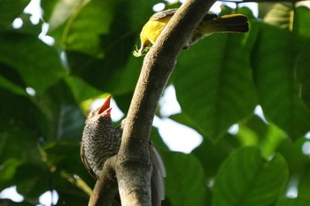 Sun, 7/18/2021 Birding report at Singapore Botanic Gardens