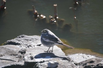 White Wagtail 久良岐公園 Thu, 2/2/2017