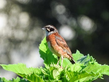 Meadow Bunting 鎌ケ谷市 Mon, 7/19/2021