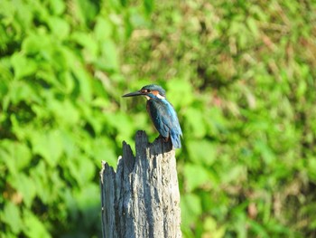 Common Kingfisher 鎌ケ谷市 Mon, 7/19/2021