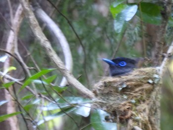 2021年7月18日(日) 八王子城跡の野鳥観察記録