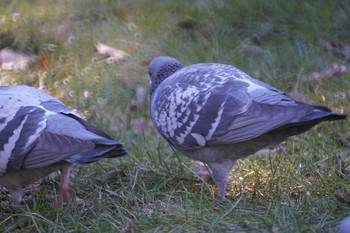 カワラバト 久良岐公園 2017年2月2日(木)