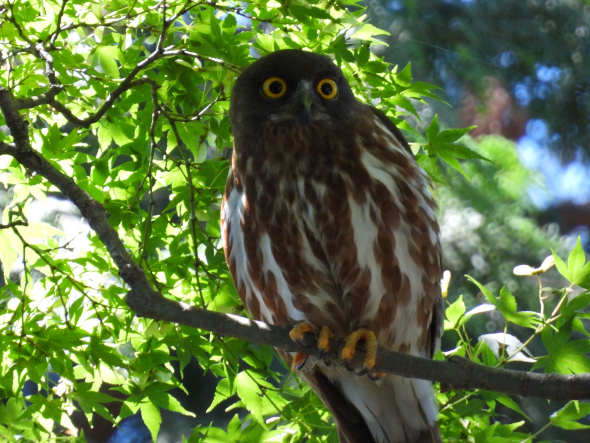 八王子神社 アオバズクの写真 by toritaro