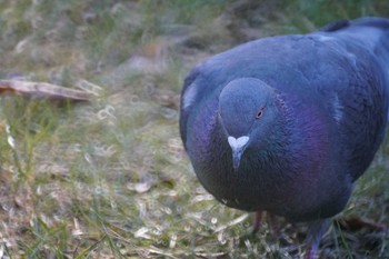 カワラバト 久良岐公園 2017年2月2日(木)