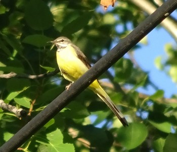 Grey Wagtail 常盤公園 Mon, 7/19/2021