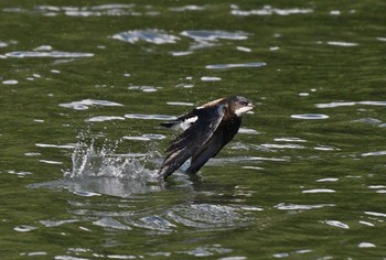 ハリオアマツバメ 場所が不明 撮影日未設定