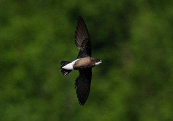 ハリオアマツバメ 場所が不明 2021年7月18日(日)