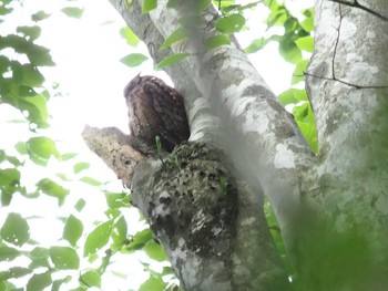 Oriental Scops Owl 八東ふる里の森 Thu, 6/24/2021