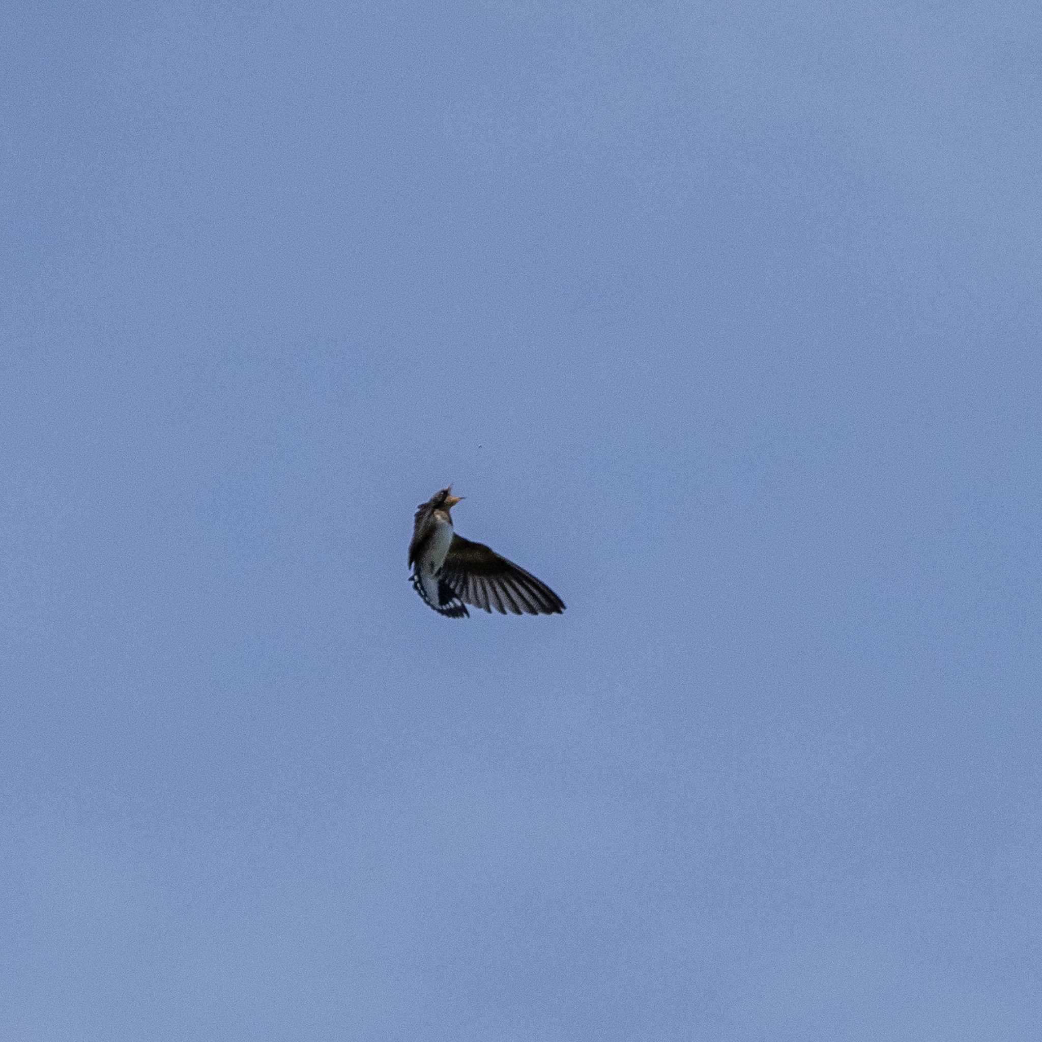 Photo of Barn Swallow at 国営ひたち海浜公園 by かぐやパパ