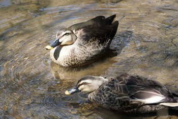 Eastern Spot-billed Duck 氷取沢市民の森 Tue, 3/28/2017