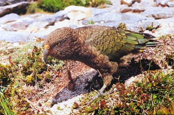 Kea ニュージーランド南島 Fri, 1/18/2008