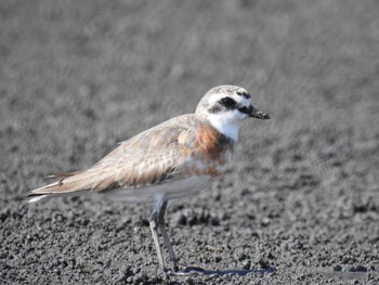 2021年7月18日(日) ふなばし三番瀬海浜公園の野鳥観察記録