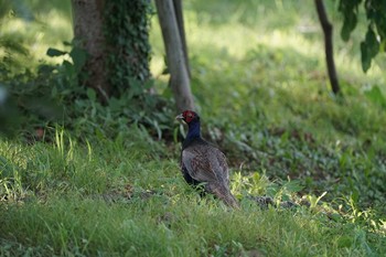 2021年7月19日(月) 潟ノ内(島根県松江市)の野鳥観察記録