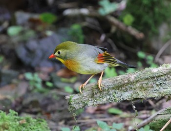 Red-billed Leiothrix ささやまの森公園(篠山の森公園) Sun, 7/18/2021