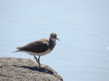 2021年7月19日(月) 葛西臨海公園の野鳥観察記録